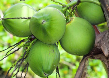 Khám Phá Bí Ẩn Về Giấc Mơ Thấy Quả Dừa